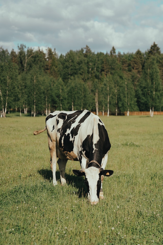 A bovine